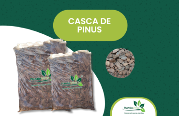 Casca de Pinus
