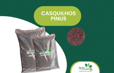 Casquilho Pinus