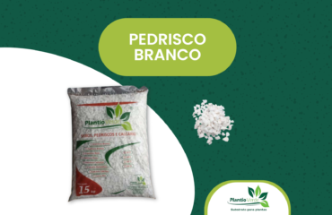 Pedrisco Branco