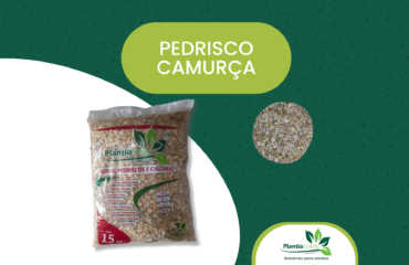 Pedrisco Camurça Pedrisco Camurça