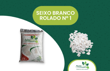 Seixo Branco  Nº 1