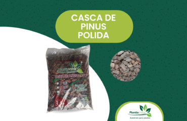 Casca de Pinus Polida