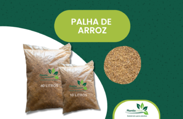Palha de Arroz