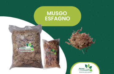 Musgo Esfagno Musgo Esfagno